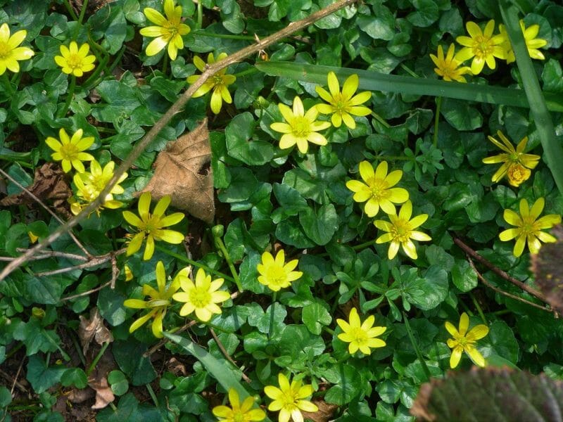 20 Beautiful English Wild Flowers 3 20 Beautiful English Wild Flowers 2