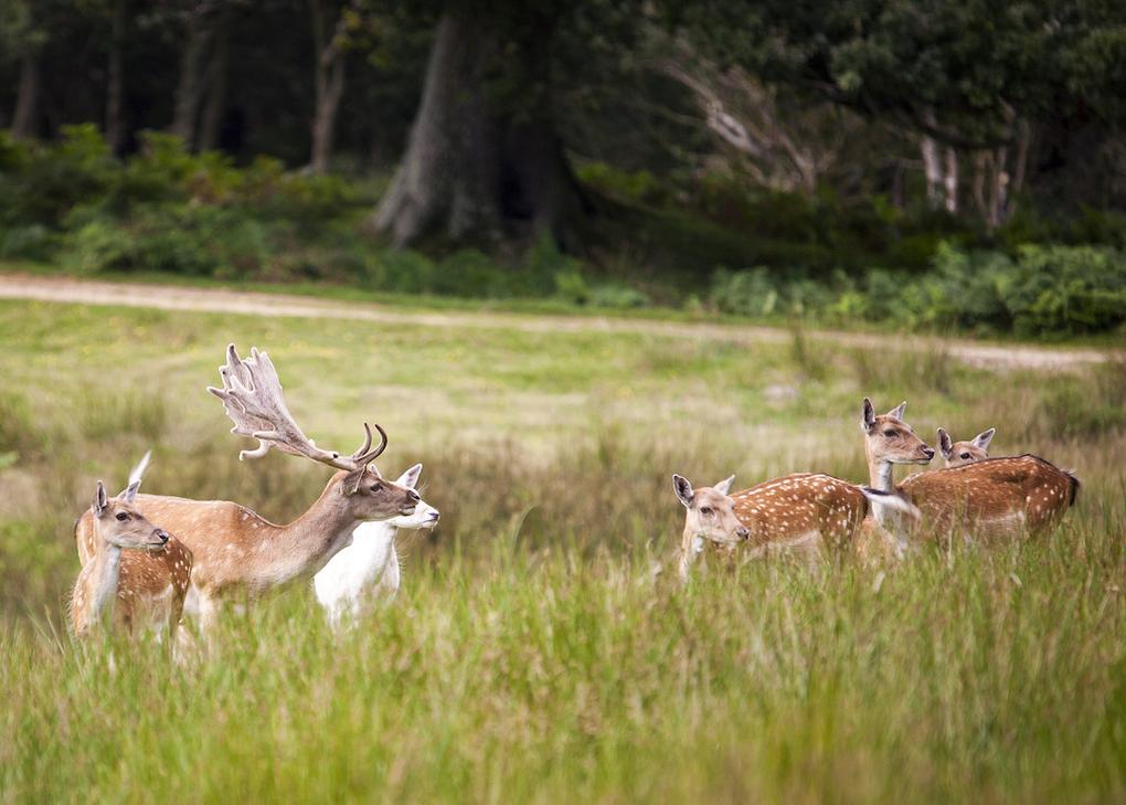 10-great-things-in-new-forest-bolderwood-deer-sanctuary