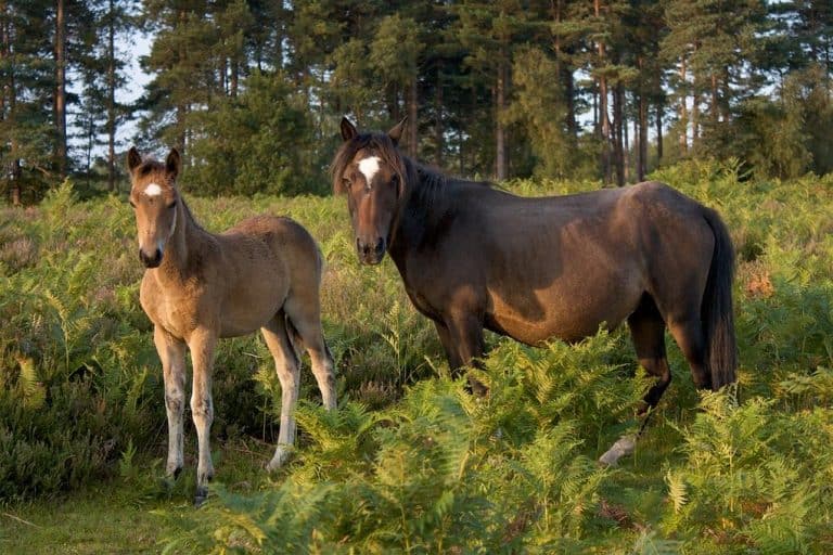 English National Parks: All 10 UK National Parks In England 7 English National Parks: All 10 UK National Parks In England 4