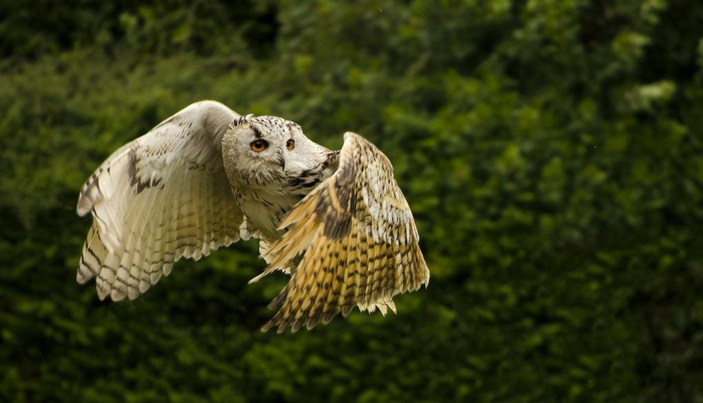 10-great-things-in-new-forest-owl-reptile-centre