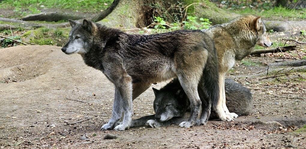 10-great-things-in-new-forest-wildlife-park