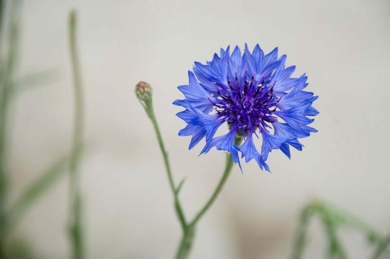 20 Beautiful English Wild Flowers 4 20 Beautiful English Wild Flowers 3