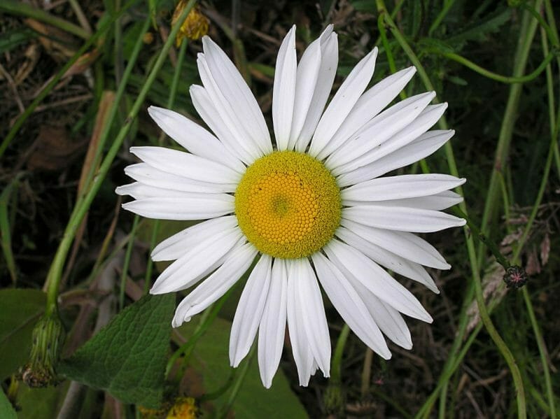 20 Beautiful English Wild Flowers 8 20 Beautiful English Wild Flowers 7