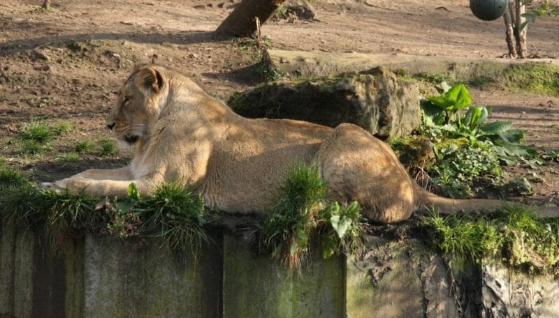 London Zoo: London: 13-Mar 2014 by asw909 London Zoo photo