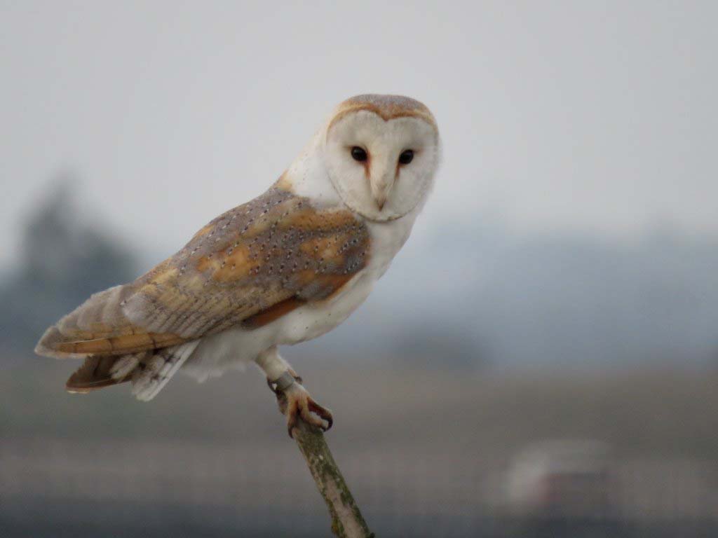 Gallery: 20 Common British Birds