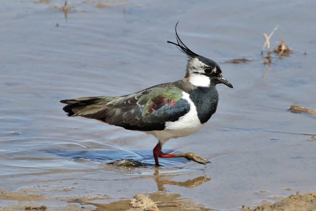 Gallery: 20 Common British Birds 20 lapwing photo