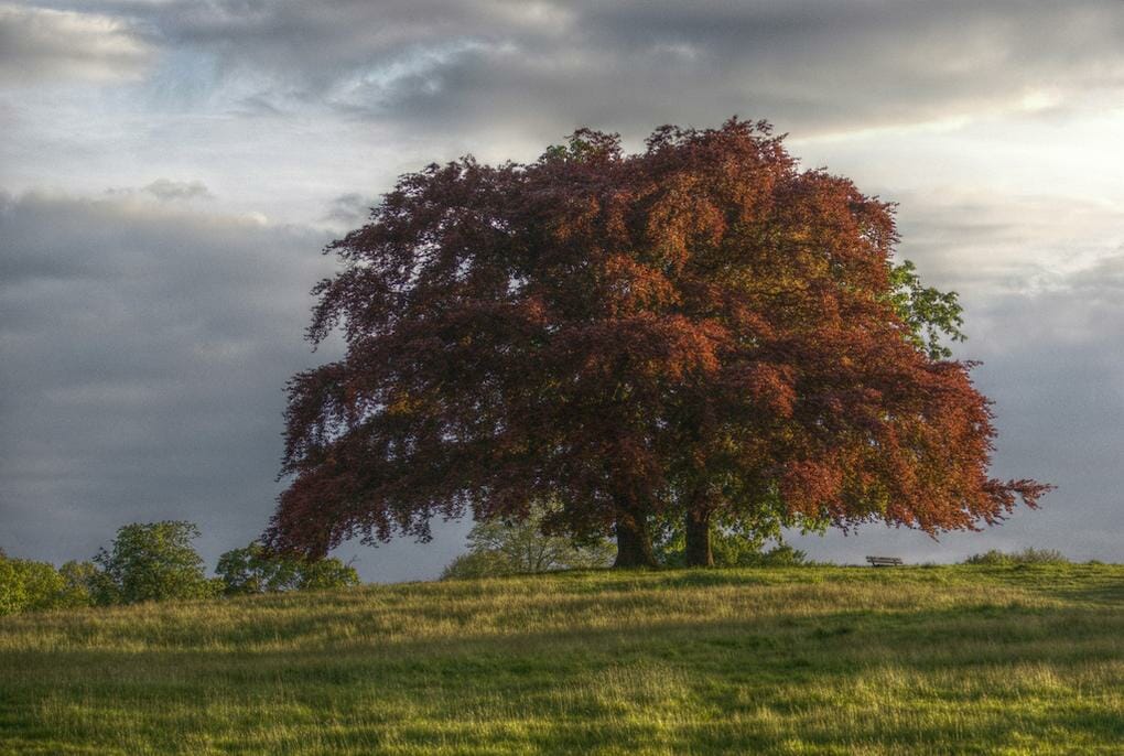 The 20 Best London Parks and Green Spaces 8 20-best-parks-london-hampstead-heath
