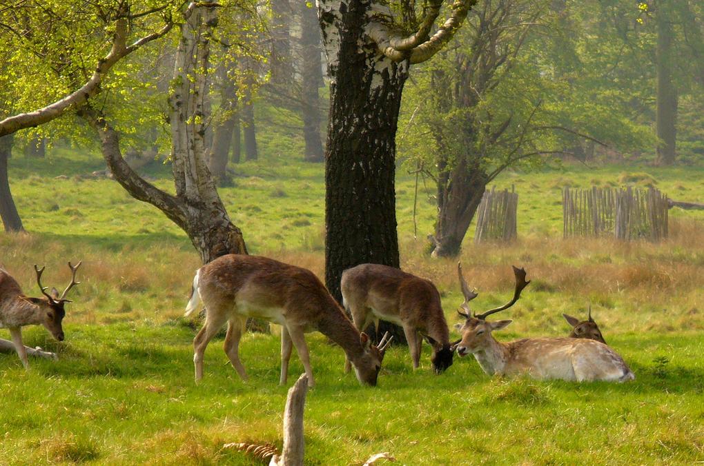 The 20 Best London Parks and Green Spaces 9 20-best-parks-london-richmond-park