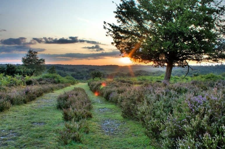 Best Birdwatching Places in England 8 New Forest