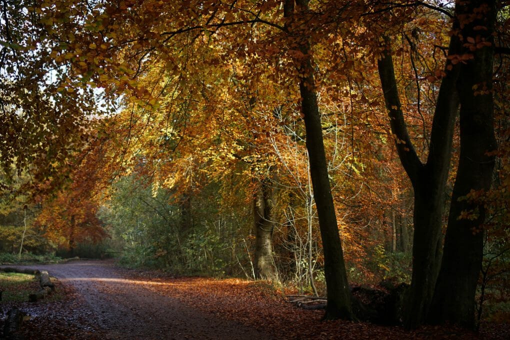 Savernake Forest photo