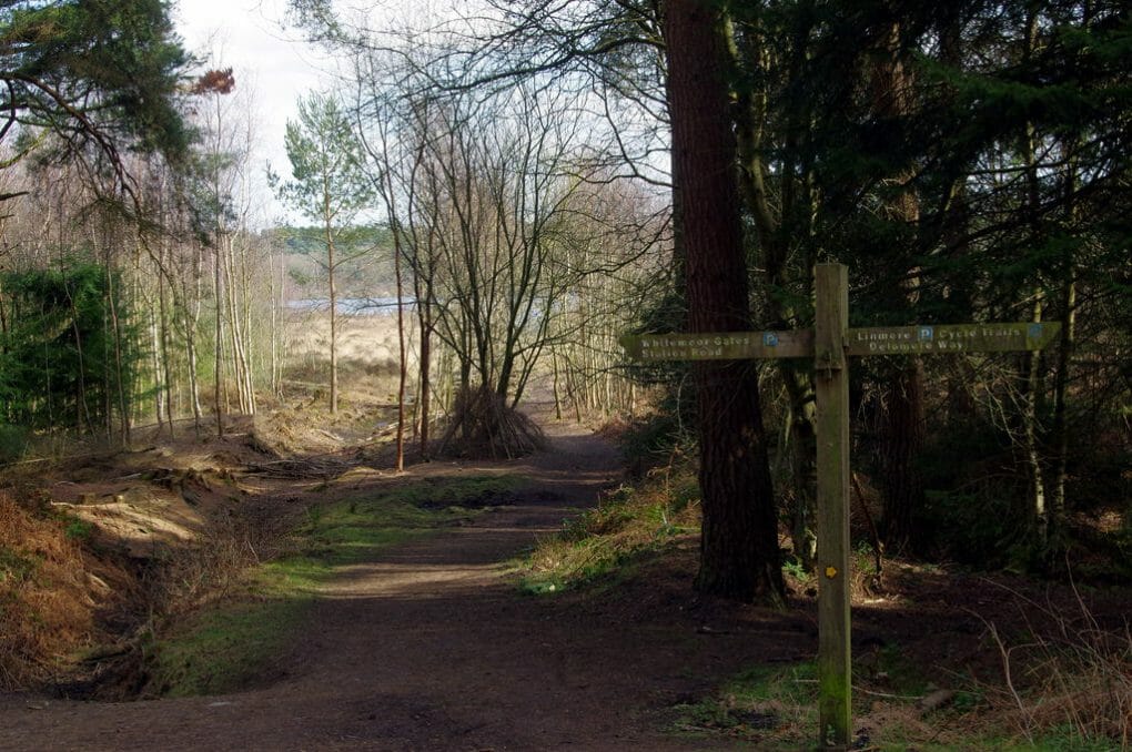 Delamere Forest photo