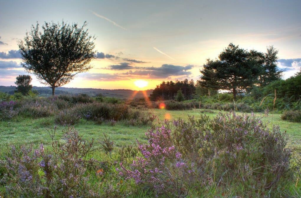 New Forest england photo