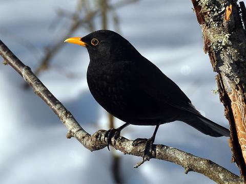 Gallery: 20 Common British Birds 3 Gallery: 20 Common British Birds 2