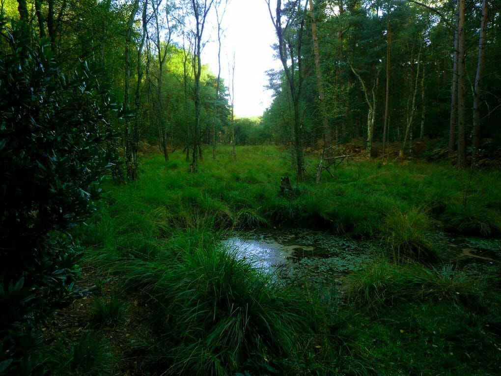 Swinley Forest photo