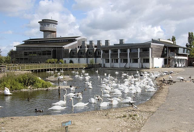 Best Birdwatching Places in England 5 Best Birdwatching Places in England 4
