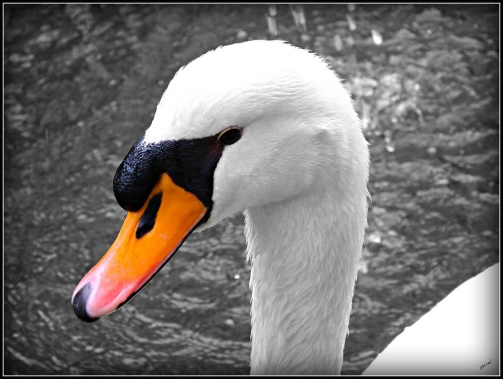 10 Fun Facts About England: Weird English Traditions 9 swan upping photo