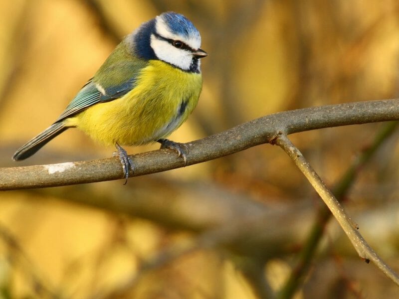 Gallery: 20 Common British Birds 1 British birds