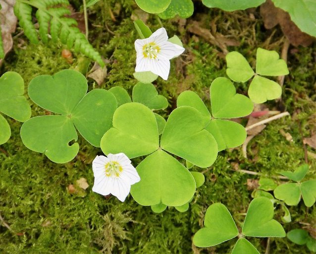 20 Beautiful English Wild Flowers 12 20 Beautiful English Wild Flowers 11