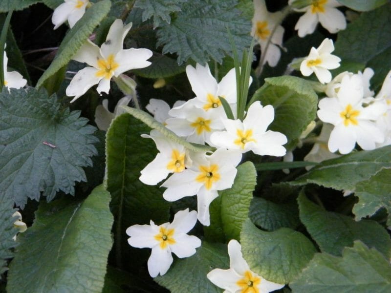 20 Beautiful English Wild Flowers 7 20 Beautiful English Wild Flowers 6