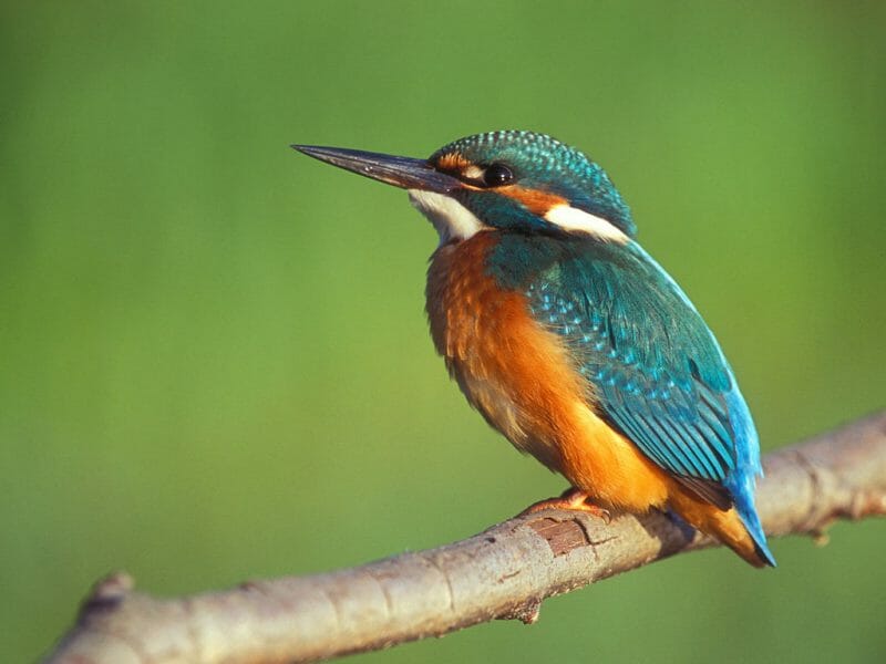 Gallery: 20 Common British Birds 7 Gallery: 20 Common British Birds 4