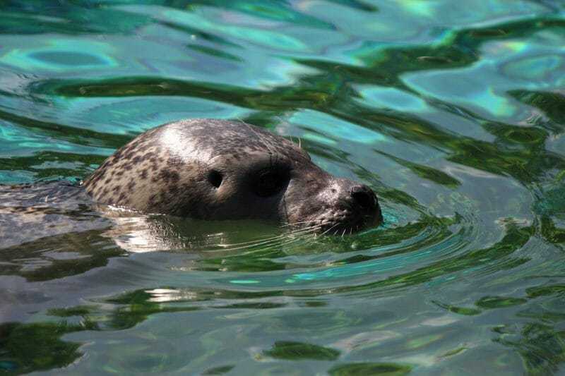 British Coastal Animal: Seal