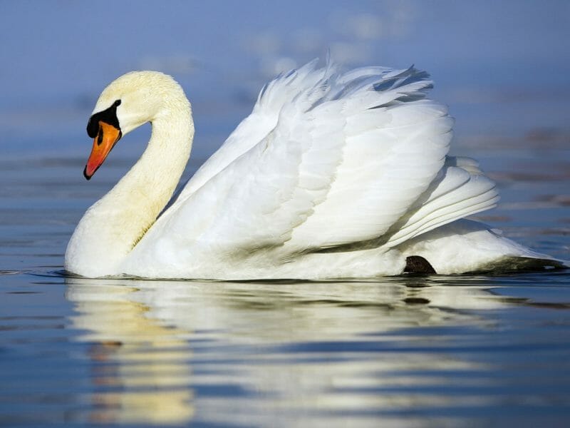 Gallery: 20 Common British Birds 4 British birds- swan