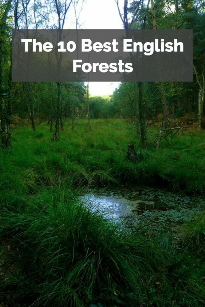 English Forest Pinterest
