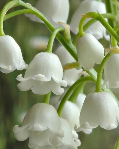 20 Beautiful English Wild Flowers 6 20 Beautiful English Wild Flowers 5