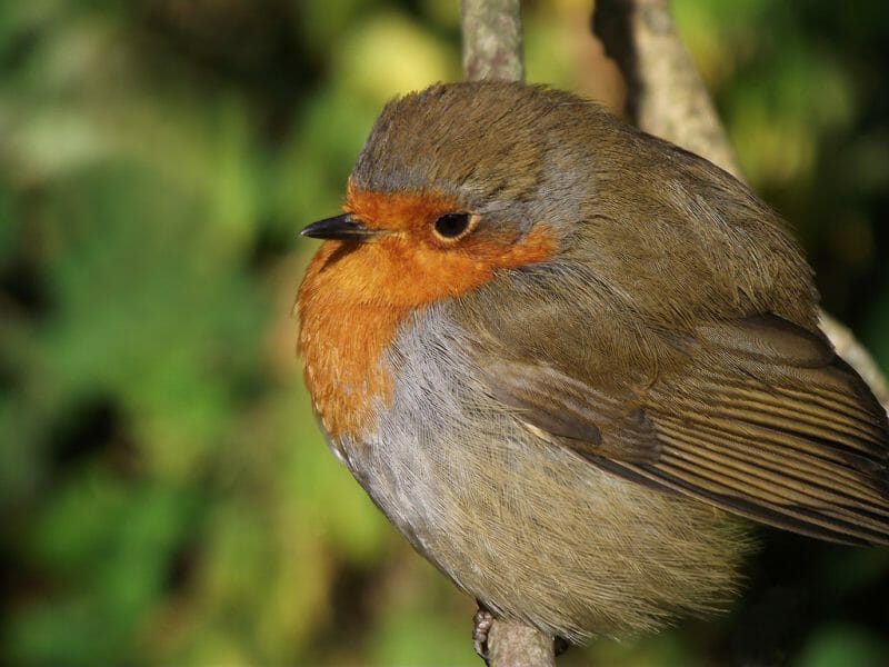 Gallery: 20 Common British Birds 9 British birds-robin
