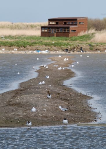 Best Birdwatching Places in England 2 Best Birdwatching Places in England 2