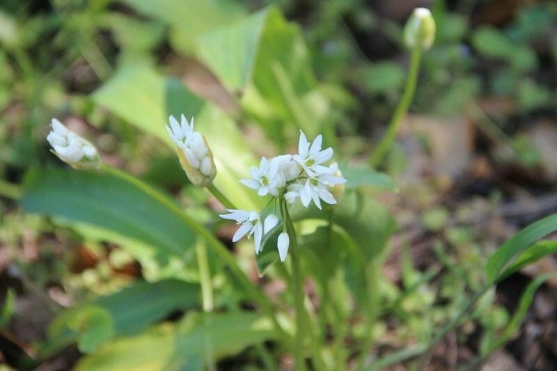 20 Beautiful English Wild Flowers 10 20 Beautiful English Wild Flowers 9