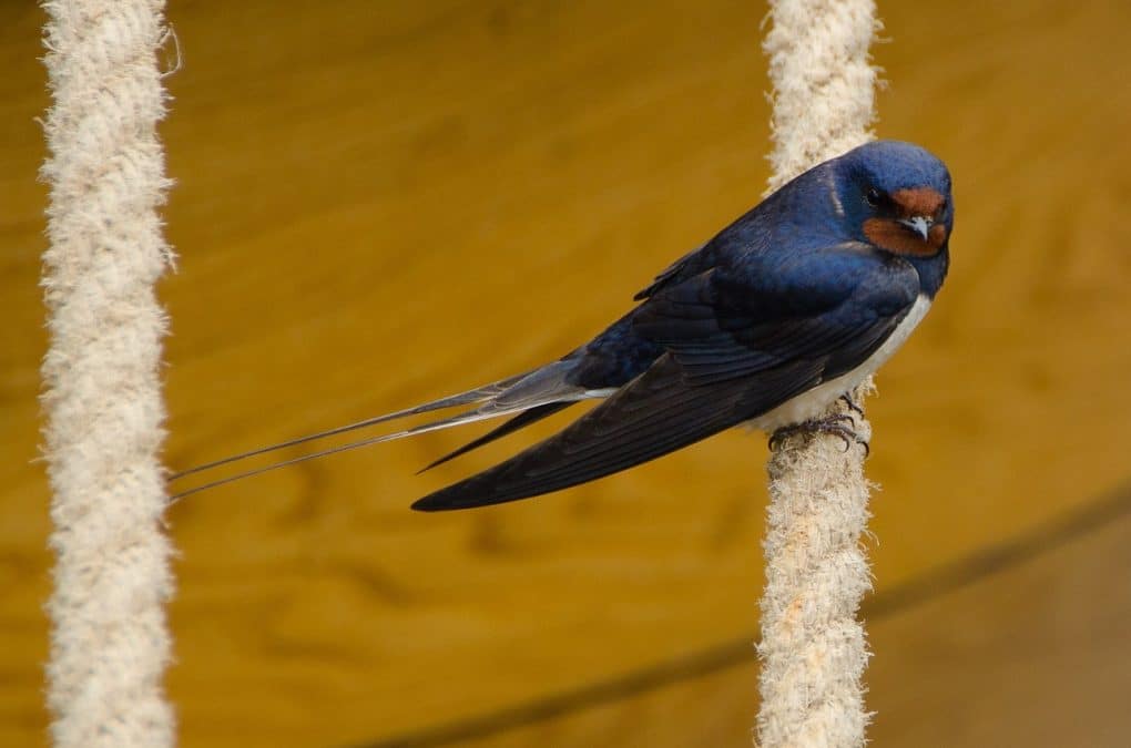 Gallery: 20 Common British Birds 22 swallow photo