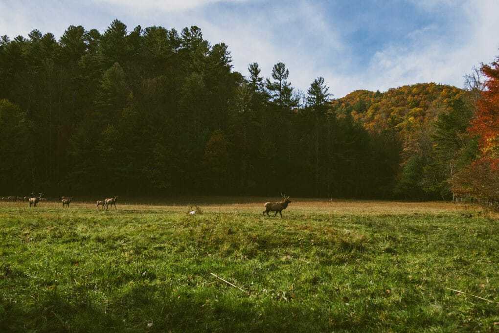 england forest photo