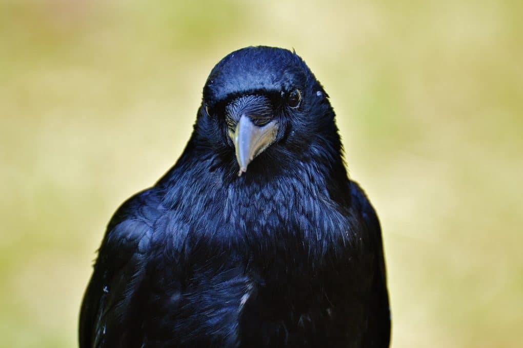 10 Fun Facts About England: Weird English Traditions 6 raven photo