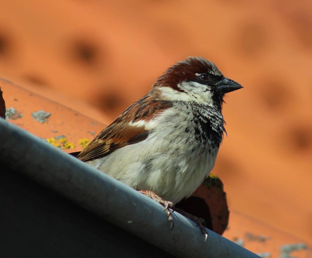 Gallery: 20 Common British Birds 19 house sparrow photo