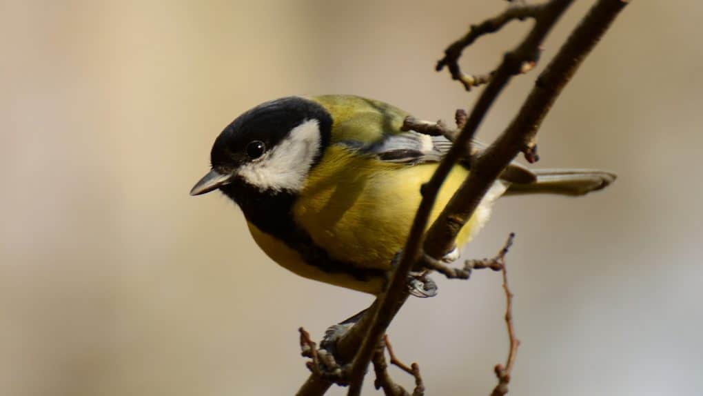 Gallery: 20 Common British Birds 14 great tit photo