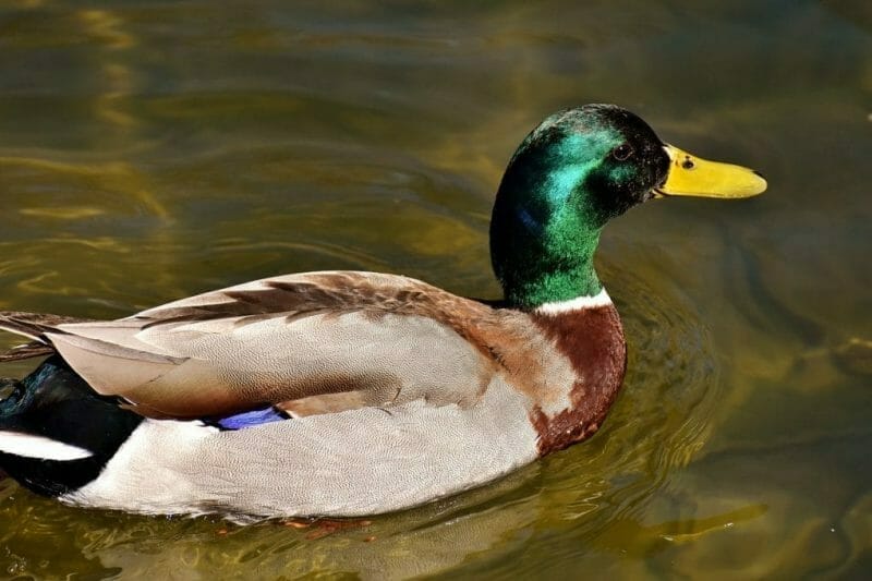 Gallery: 20 Common British Birds 12 mallard photo