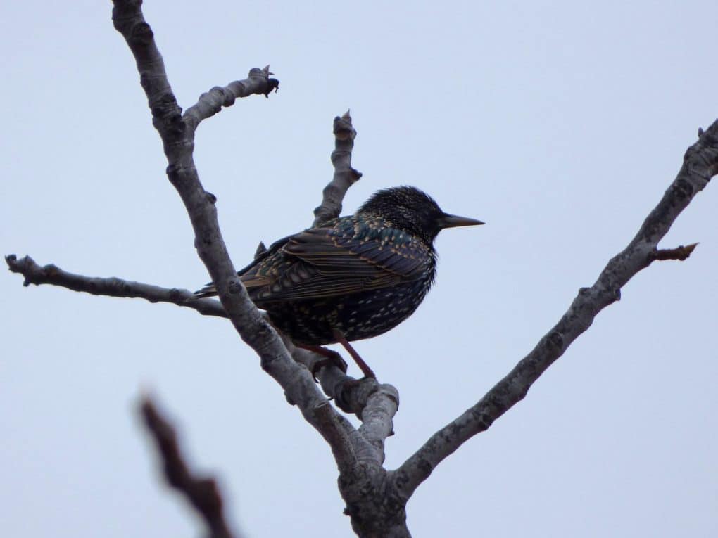Gallery: 20 Common British Birds 17 starling photo