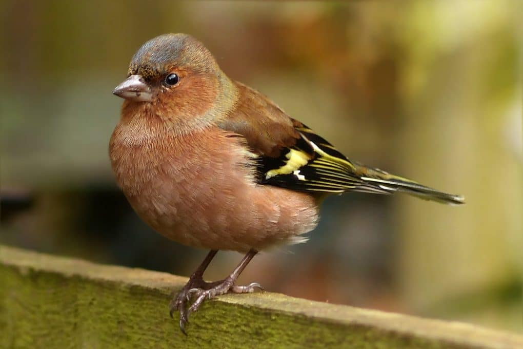 Gallery: 20 Common British Birds 11 chaffinch photo