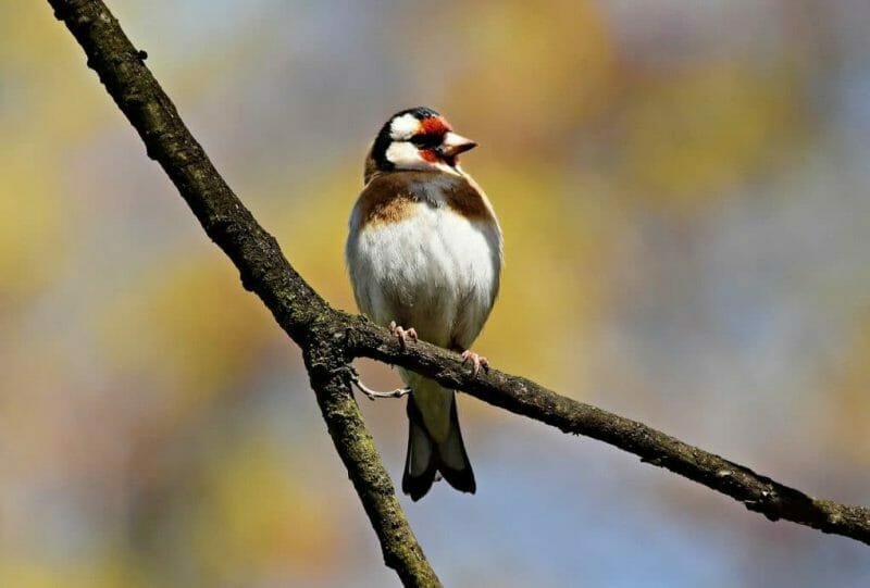 Gallery: 20 Common British Birds 13 goldfinch photo