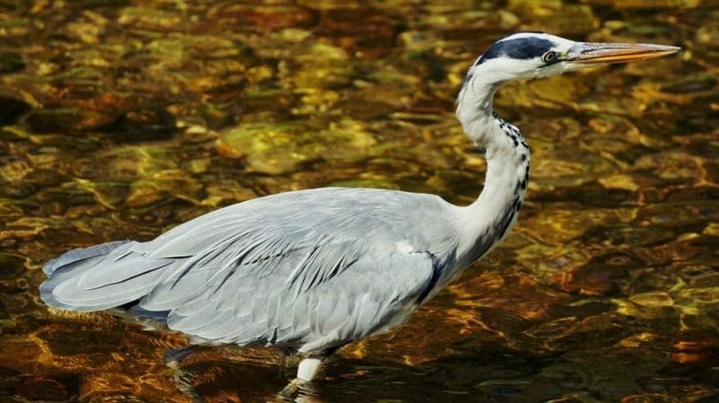 Gallery: 20 Common British Birds 15 heron photo