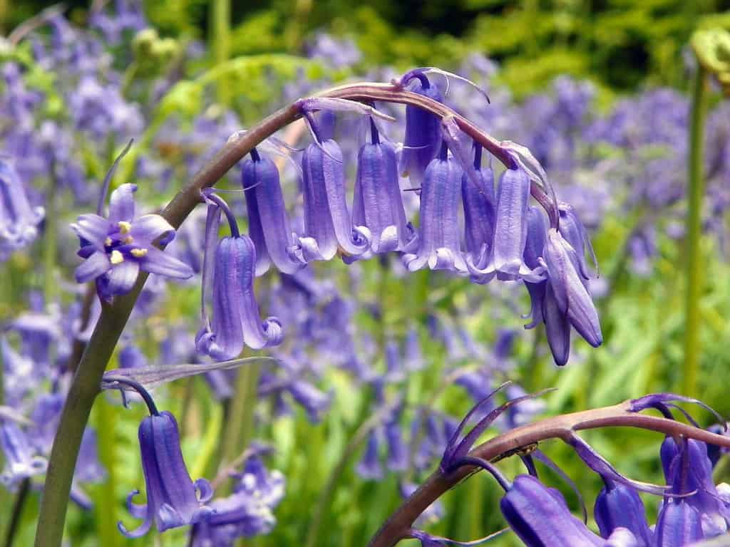 wild flowers in England - bluebell