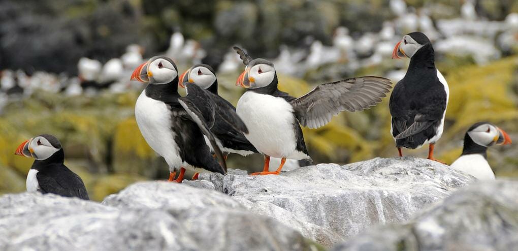 Region in Focus: North East 6 farne-islands-no-modify