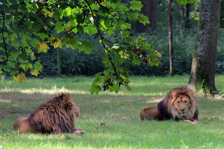 Longleat House & Safari Park - Lions, Mazes and Wifelets 6 Longleat House & Safari Park - Lions, Mazes and Wifelets 4