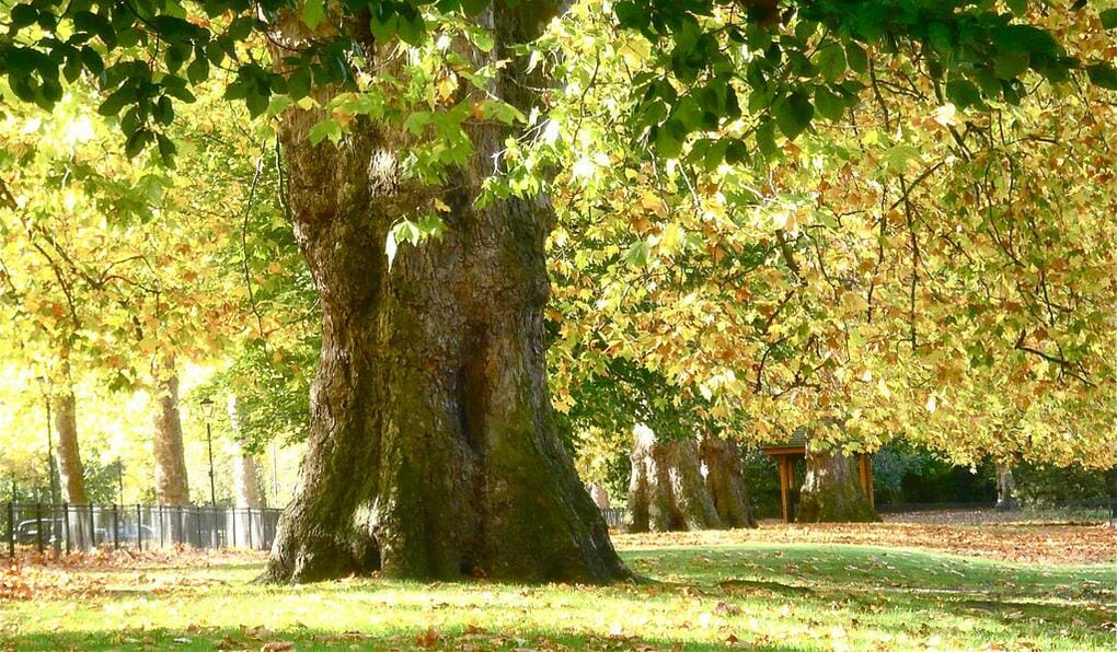 West London: 12 Irresistible Places To Visit 13 region-in-focus-west-london-battersea